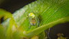 Diese winzige Kürbisspinne (Araniella cucurbitina) hat sich auf das Blatt gesetzt :))  This tiny pumpkin spider (Araniella cucurbitina) has sat on the leaf :))  Cette petite araignée citrouille (Araniella cucurbitina) s'est assise sur la feuille :)