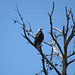 Bald eagle watching