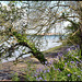 bluebells by the Tamar