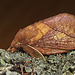 Drinker Moth (1)