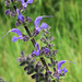 Sauge des prés = Salvia pratensis, Malvacées (Rhône, France) - 2