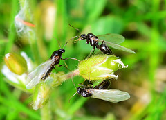 Flying Ants.....Ready for take-off!!!