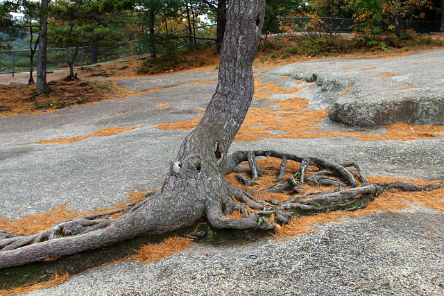 Growing in granite (Explored)