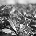 Tea plant leaves