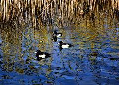Tufted Ducks on Radipole Lake