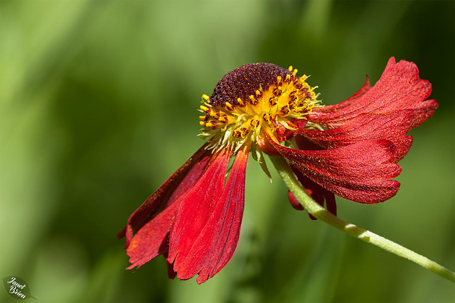 Victoria's Butchart Gardens, Part 7: Outrageous Echinacea, Luminous Blossoms and Much More! (+10 insets)