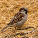 Sparrow z3