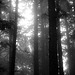 Forest In Fog 024