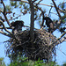 Young bald eagles on nest