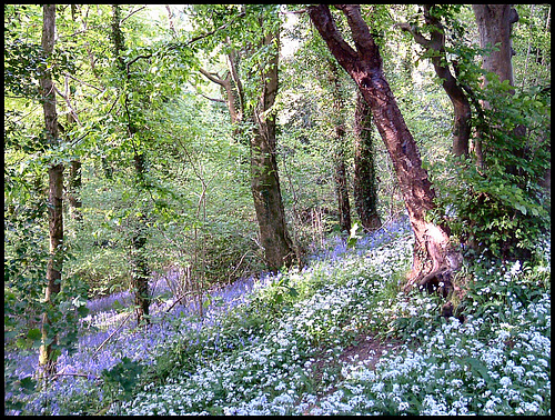 spring flowers in Budshead Wood
