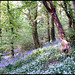 spring flora in Budshead Wood