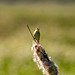 Sedge warbler