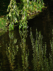 Weeping willows washed by a stream