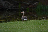 Sweden, Stockholm, Alone Grey Goose in the Park of Drottningholm