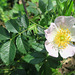 Rosier des champs = églantier des champs = Rosa arvensis, Rosacées (Rhône, France)