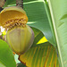 Fleur de bananier - Banana flower