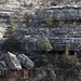 Walnut Canyon National Monument cliff dwellings (1579)