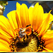 Funny bumblebee... ©UdoSm