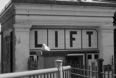 Seagull Lift