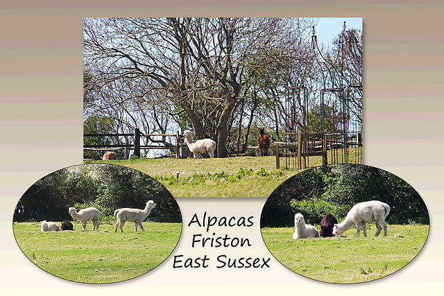 Alpacas at Friston - East Sussex - 30.4.2015