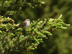 Chipping Sparrow / Spizella passerina