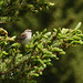 Chipping Sparrow / Spizella passerina