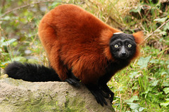 Red ruffed Lemur  101 cop