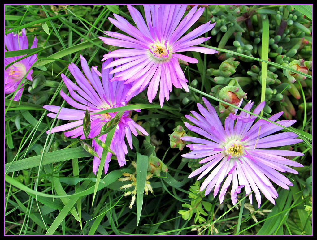 Asters.