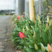 Tulips on the road edge