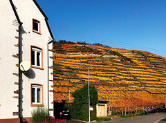 Herbstliche Weinberge bei Walporzheim