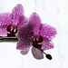 Orchid 147Canon 22imagestack