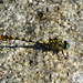 Small Pincertail (Onychogomphus forcipatus) 3