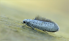 Ermine moth (spec) ~ Spinselmot ~ Stippelmot (Yponomeuta spec) + 3x PiP...