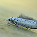 Ermine moth (spec) ~ Spinselmot ~ Stippelmot (Yponomeuta spec) + 3x PiP...