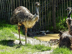 20170527 1734CPw [D~LIP] Emu, Vogelpark Detmold-Heiligenkirchen