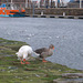 oaw - whitehaven geese