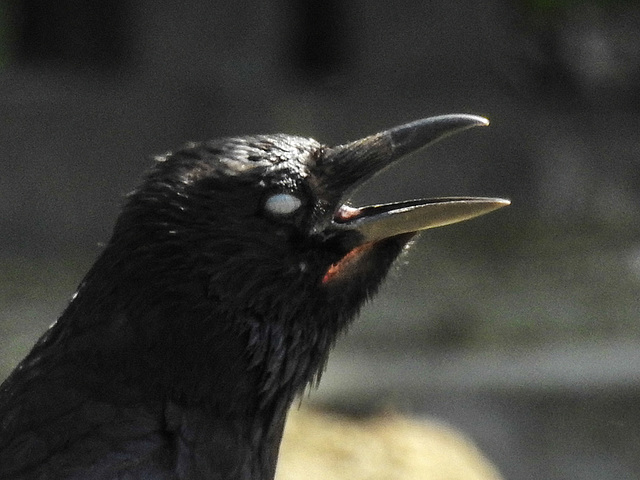 20170615 1972CPw [D~MS] Rabenkrähe, Zoo Münster