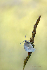 Small Heath ~ Hooibeestje (Coenonympha pamphilus) still asleep...