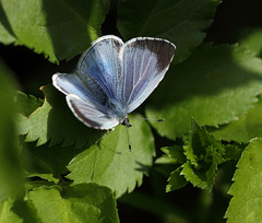 Holly Blue (Celastrina argiolus) butterfly