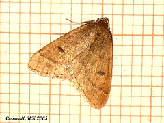 1960 Theria primaria (Early Moth)