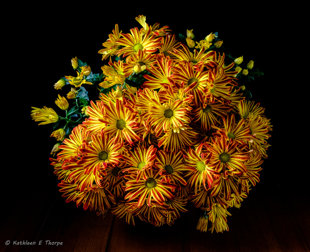 Chrysanthemum Grandiflorus 001-1