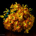 Chrysanthemum Grandiflorus 001-1