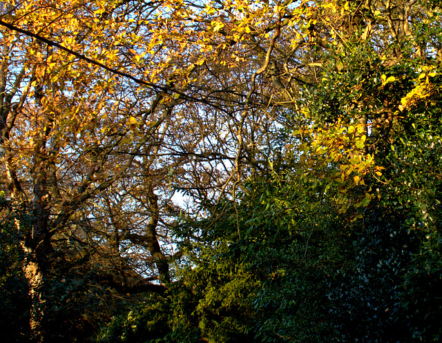 Autumn Impressions. Armstrong Park, Newcastle