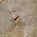 Detail of a Graffito of a Mounted Lancer from Dura-Europos in the Metropolitan Museum of Art, June 2019