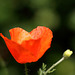 Common Field Poppy (Papaver rhoeas)