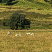 A small herd of Fallow Deer at Garvamore.