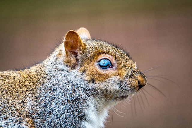 Squirrel profile2