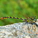 Small Pincertail (Onychogomphus forcipatus) 6