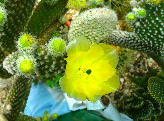 Blühender Kaktus - floranta kakto
