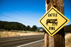 Cattle Xing